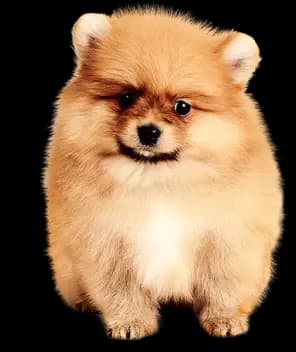 Malý pes plemena pomeranian